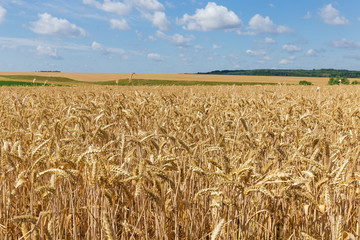 Ripe wheat on the field close-up