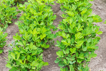 Fragment of the peanut field close-up