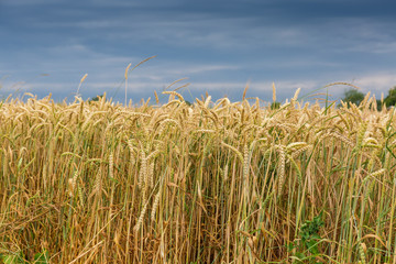 Edge of the field of ripening wheat in cloudy weather