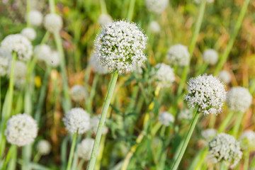 Inflorescences of the onion on the plantation