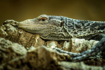 lizard