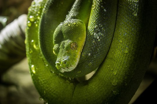 green snake