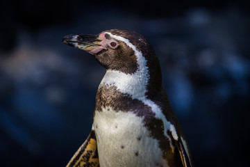 penguin