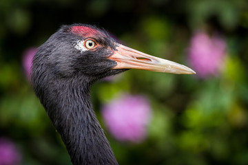 Naklejka premium crane bird