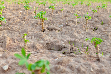 cassava fields on natural background. Grow cassava. Season of planting cassava. Mixed garden between cassava and rubber trees. Concept of planting cassava.