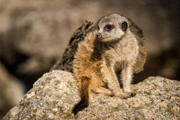 meerkat