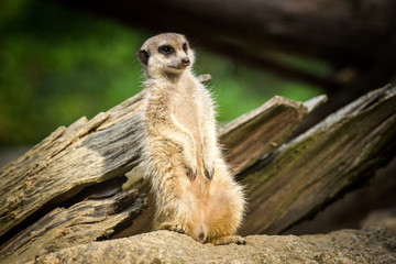 suricate
