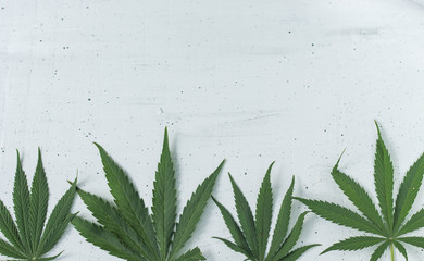 cannabis leaves on the white background in a row top view copy space