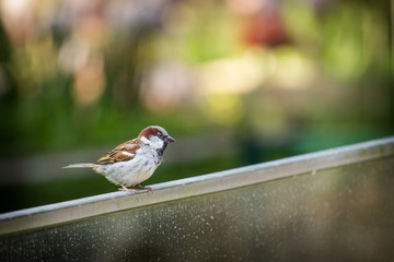 sparrow