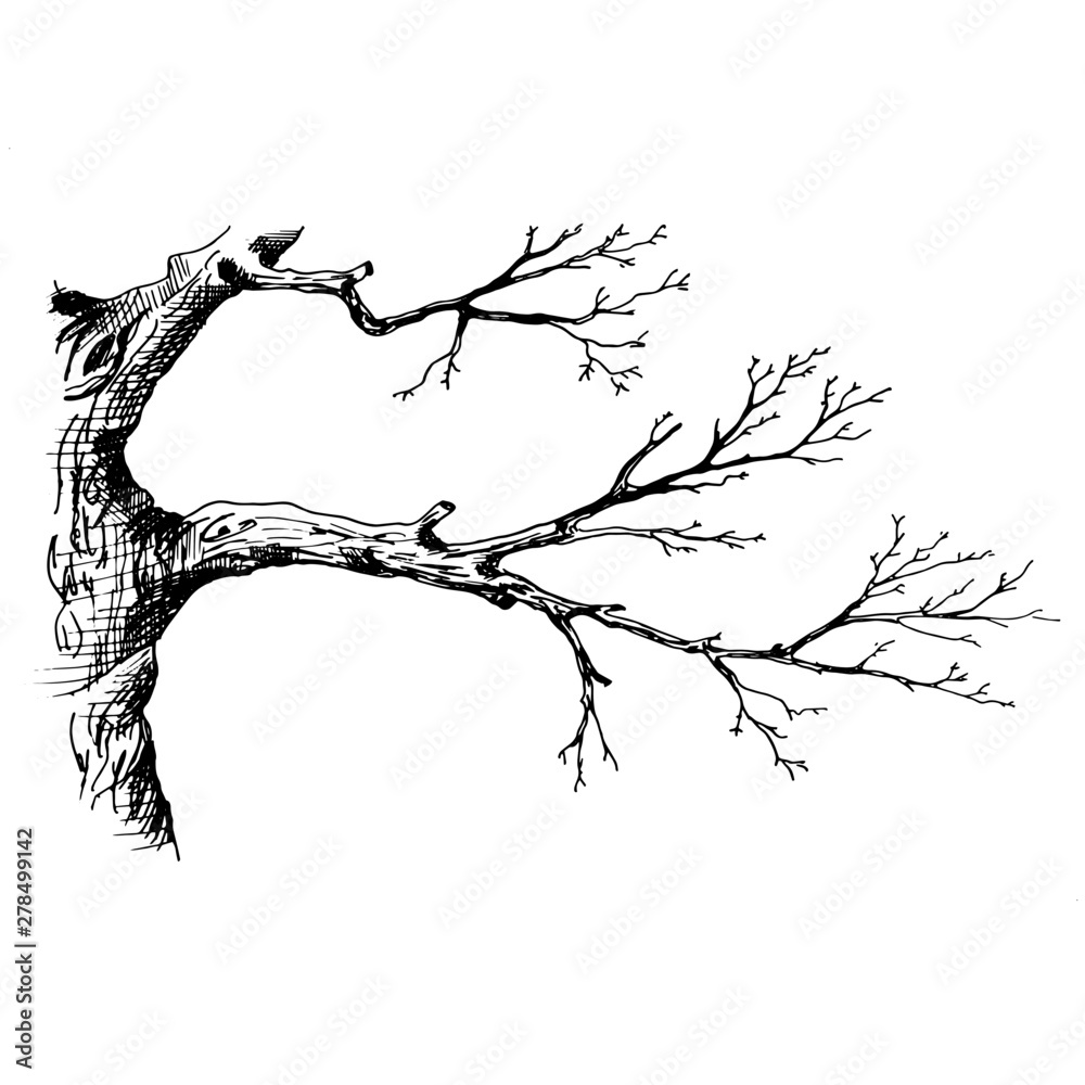Wall mural tree branch. hand drawn sketch style vector illustration of tree branch without leaves. isolated on 
