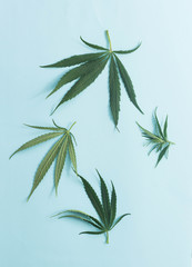 cannabis leaves on a blue background copy space