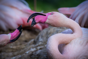 Fototapeta premium pink flamingo