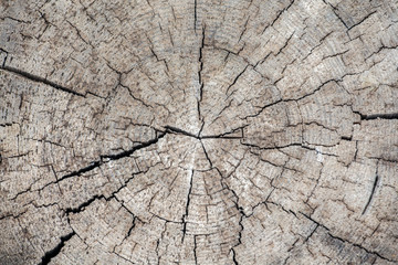 natural sharp wooden stub background