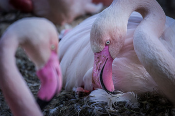 Fototapeta premium pink flamingo