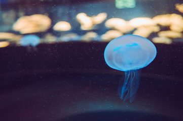 meduza - obrazy, fototapety, plakaty