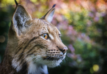 lynx