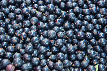 black currant for food texture
