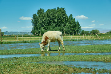 Fototapeta premium Buyant,Khovd Province