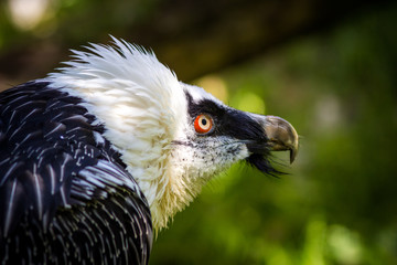portrait of a vulture