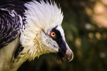portrait of a vulture