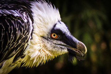 portrait of a vulture