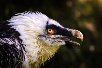 portrait of a vulture