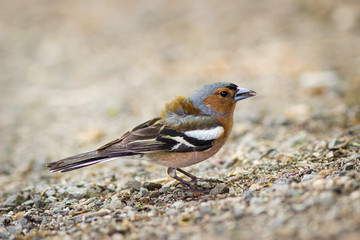 sparrow