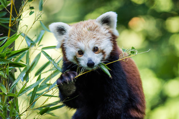 panda red