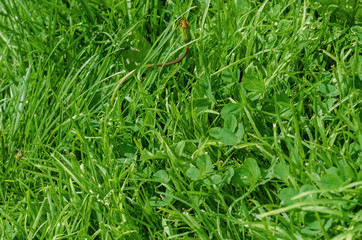 green grass on a summer meadow