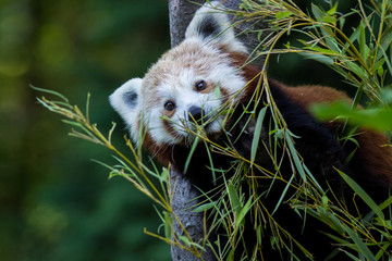 panda red