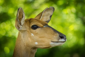 deer