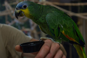 parrot © Hanna