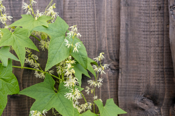 Hop plant on a wooden fence. Background from old wood texture. Softwood boards. Annual rings and...