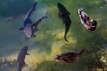 fishes and ducks