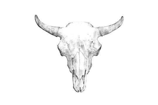 Pencil drawing of a bull's head on a light background