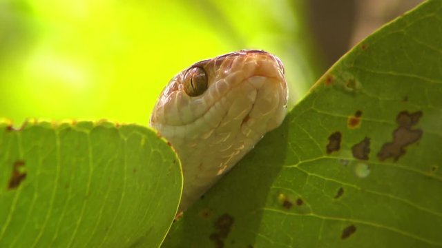 Steady, low angle, close up shot of the chin and head of a brown tree snake (Boiga irregularis) on some leaves.