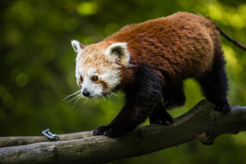 Obraz premium panda red