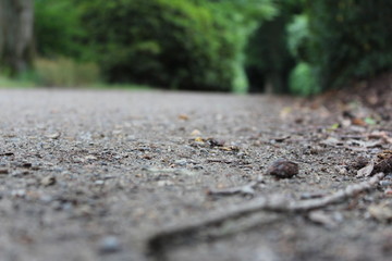 a path in a big forest