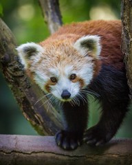 panda red