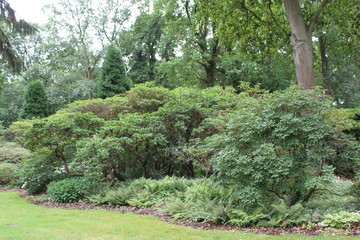 a path in a big forest