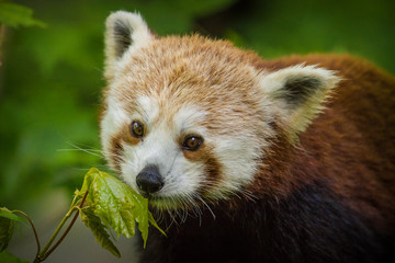 panda red