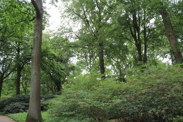a path in a big forest