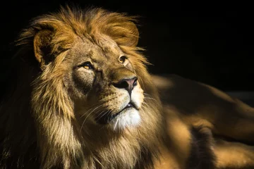 Gordijnen leeuwen portret © jurra8