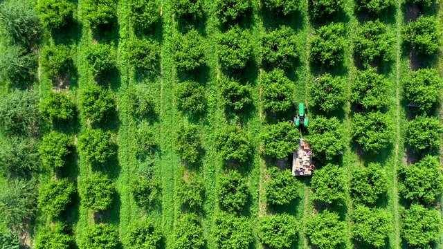 High aerial view rising while looking straight down on tractor with flatbed in peach orchard during the harvest.