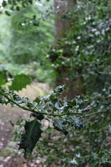a path in a big forest
