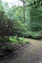 a path in a big forest
