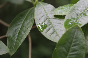 leaves with rain drop