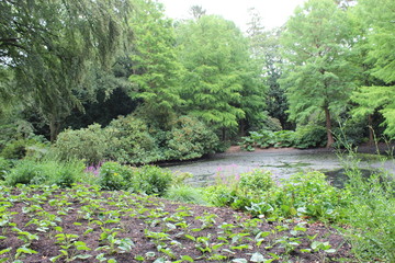 pond and flowers in forest