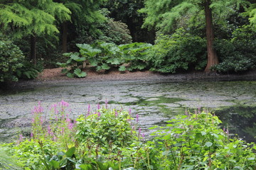 pond and flowers in forest