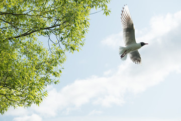 Gulls against the blue sky. The Black-headed Gull is one of the most widespread species of gulls in the world, with over 2 million pairs. Summer. Sunny day.